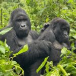 What is the Minimum Age for Gorilla Trekking?