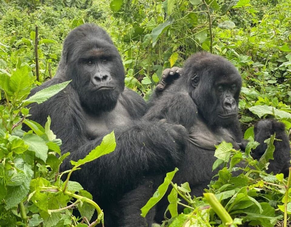 What is the Minimum Age for Gorilla Trekking?