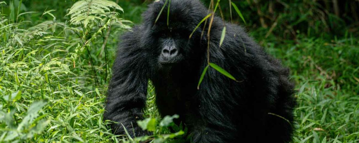 How Difficult Is Gorilla Trekking in Rwanda?