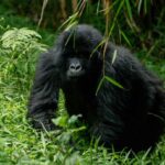 How Difficult Is Gorilla Trekking in Rwanda?