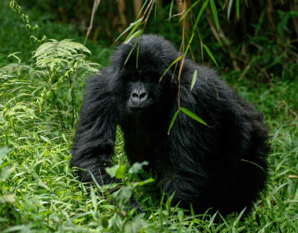 How Difficult Is Gorilla Trekking in Rwanda?