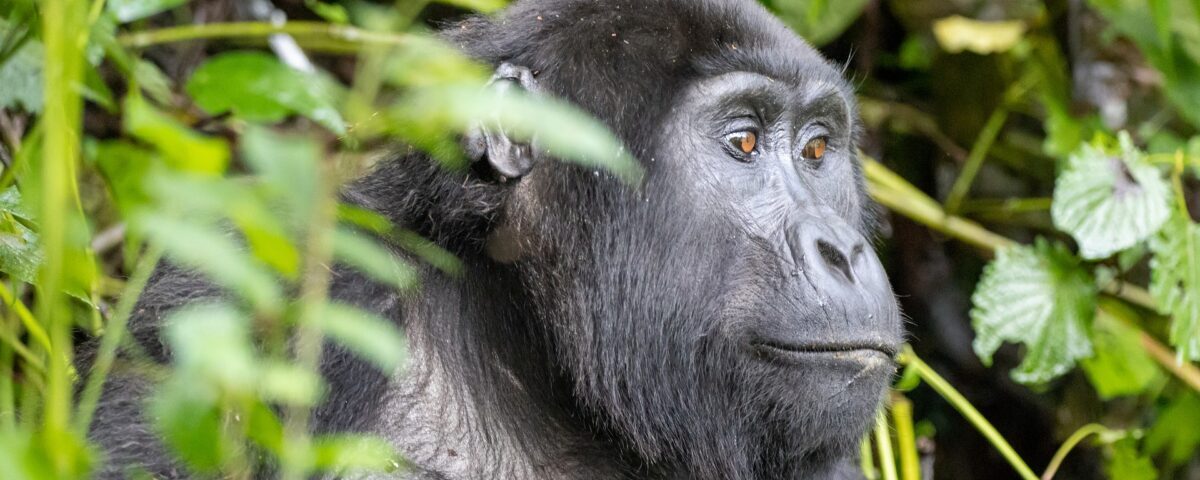 How hard is the gorilla trek in Rwanda?