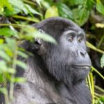 How hard is the gorilla trek in Rwanda?