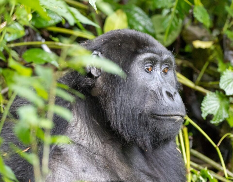 How hard is the gorilla trek in Rwanda?