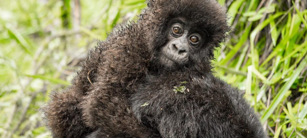 What Is the Age Limit for Gorilla Trekking?