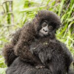 What Is the Age Limit for Gorilla Trekking?