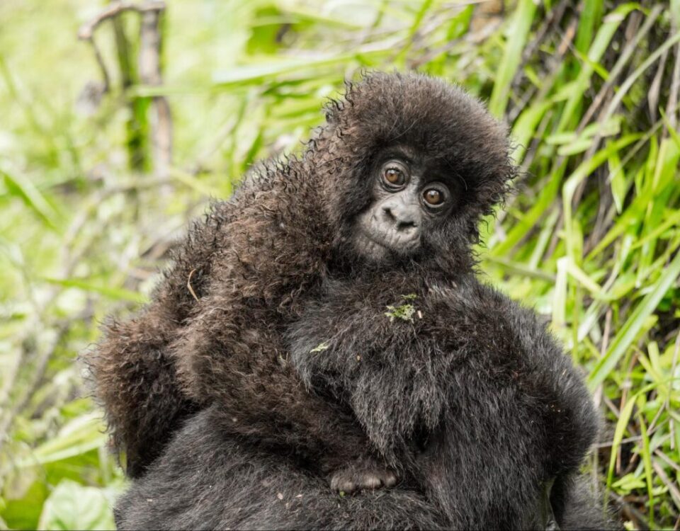 What Is the Age Limit for Gorilla Trekking?