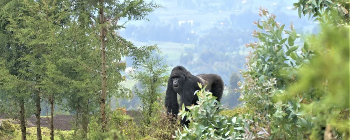 What is the Safest Country for Gorilla Trekking?