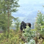 What is the Safest Country for Gorilla Trekking?