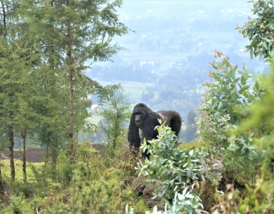 What is the Safest Country for Gorilla Trekking?