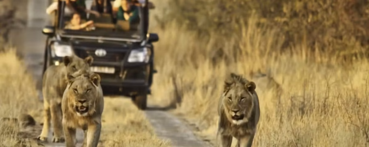 Can I Do a Photography Safari in Uganda?