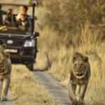 Can I Do a Photography Safari in Uganda?