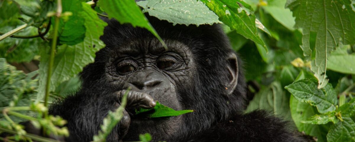 Can I Do a Budget-Friendly Gorilla Trek in Uganda?