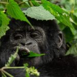 Can I Do a Budget-Friendly Gorilla Trek in Uganda?