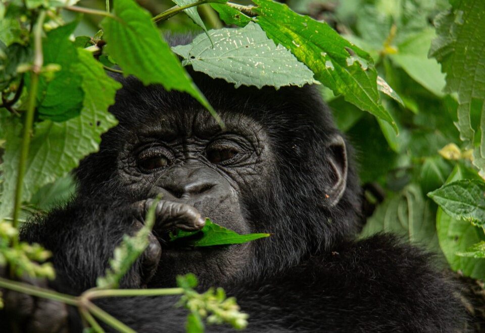 Can I Do a Budget-Friendly Gorilla Trek in Uganda?