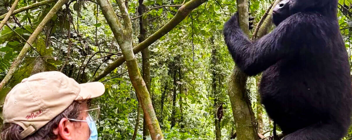How Far Do You Have to Be From Gorillas Trekking?