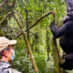 How Far Do You Have to Be From Gorillas Trekking?