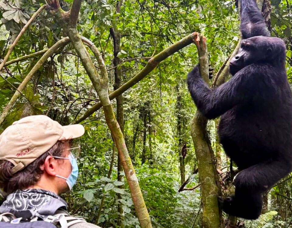 How Far Do You Have to Be From Gorillas Trekking?