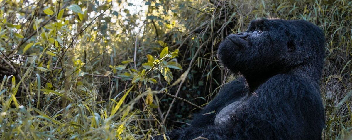 How Many Days for Gorilla Trekking in Rwanda?