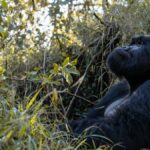 How Many Days for Gorilla Trekking in Rwanda?