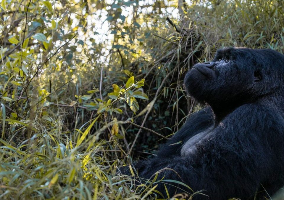 How Many Days for Gorilla Trekking in Rwanda?