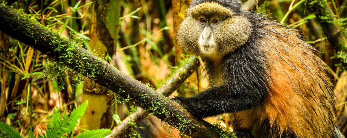 How Much Does it Cost to Trek the Golden Monkey in Rwanda?
