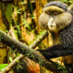 How Much Does it Cost to Trek the Golden Monkey in Rwanda?