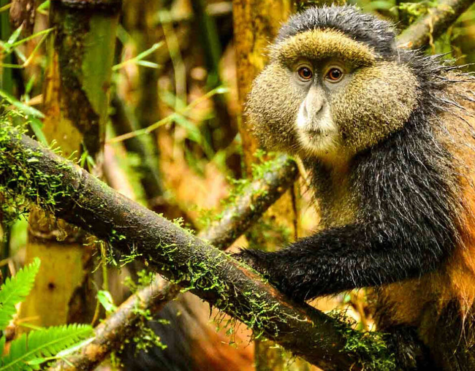 How Much Does it Cost to Trek the Golden Monkey in Rwanda?