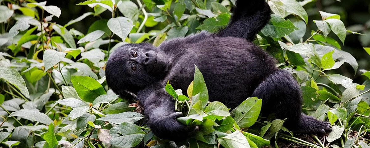 Exploring the Age Limit for Gorilla Trekking