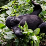 Exploring the Age Limit for Gorilla Trekking