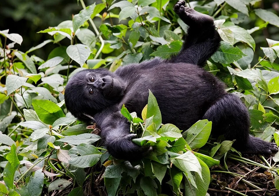 Exploring the Age Limit for Gorilla Trekking