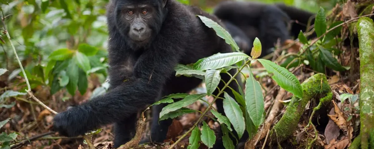 How Long Is the Trek to See Gorillas in Rwanda?