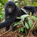 How Long Is the Trek to See Gorillas in Rwanda?