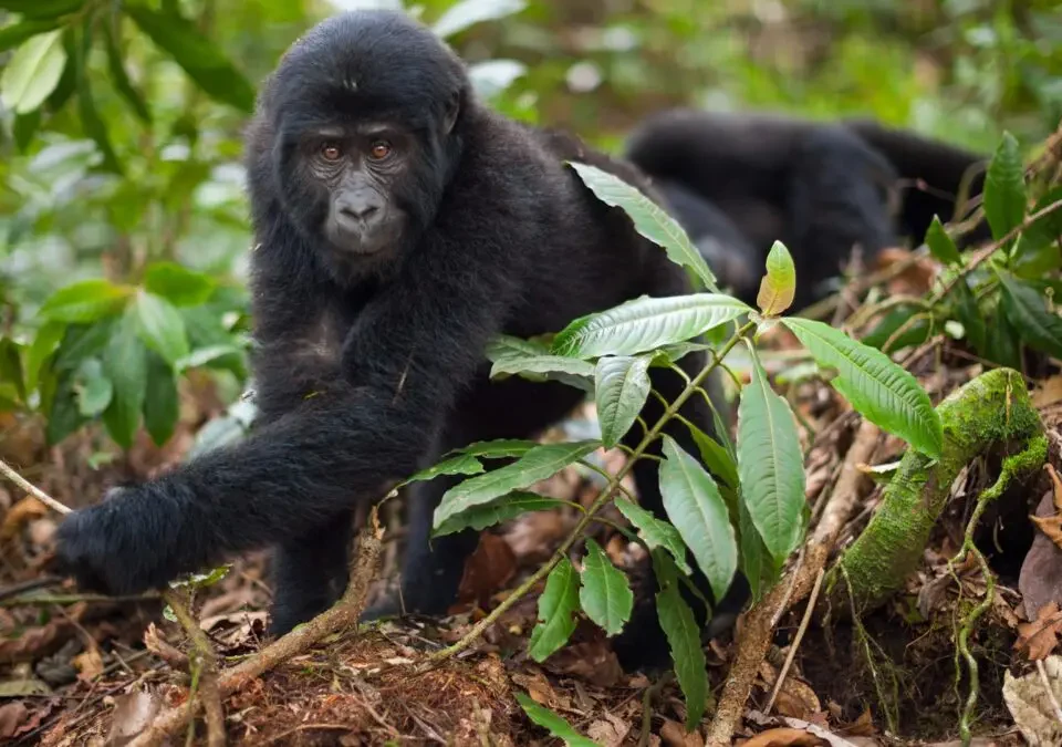 How Long Is the Trek to See Gorillas in Rwanda?
