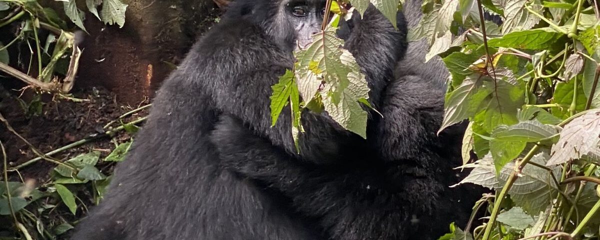 Is Gorilla Trekking in Rwanda Worth the Money?