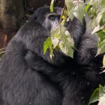 Is Gorilla Trekking in Rwanda Worth the Money?