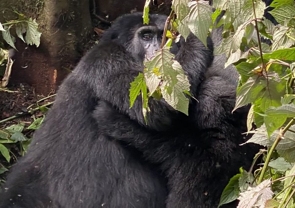Is Gorilla Trekking in Rwanda Worth the Money?