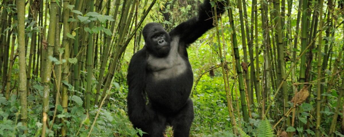 What Is the Cheapest Way to Go Gorilla Trekking?