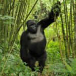 What Is the Cheapest Way to Go Gorilla Trekking?