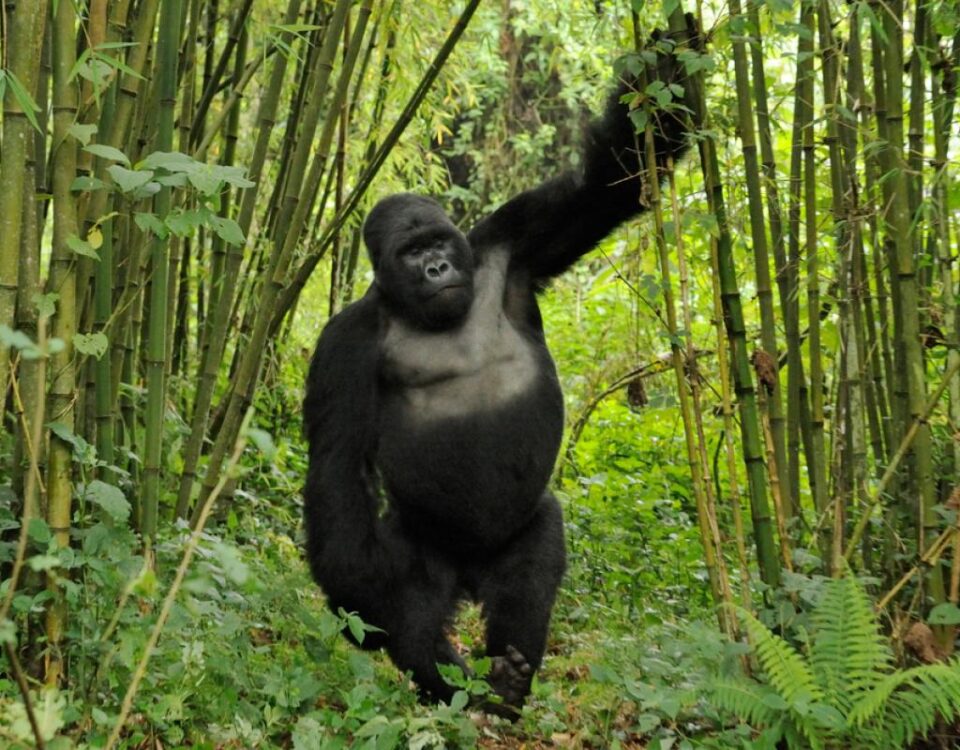 What Is the Cheapest Way to Go Gorilla Trekking?