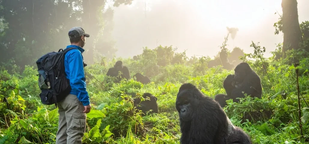 Is Gorilla Trekking in Rwanda Worth the Money?