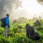 Is Gorilla Trekking in Rwanda Worth the Money?