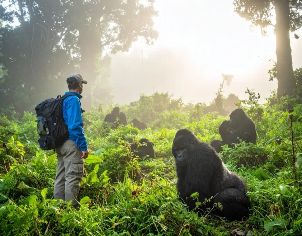 Is Gorilla Trekking in Rwanda Worth the Money?