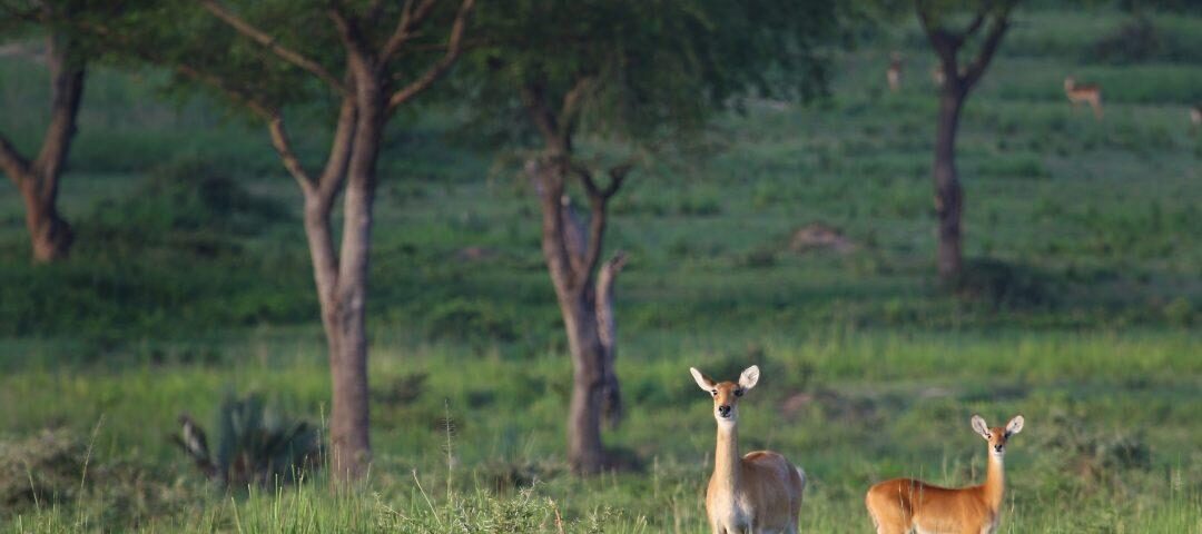 How Do I Get Around Uganda for a Safari?