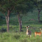 How Do I Get Around Uganda for a Safari?