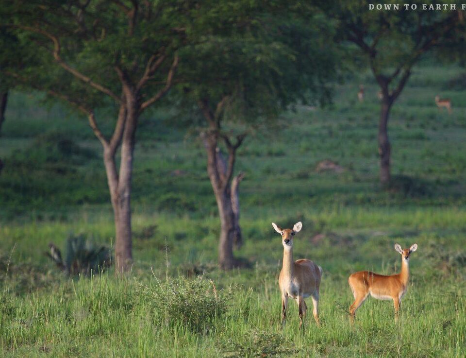 How Do I Get Around Uganda for a Safari?