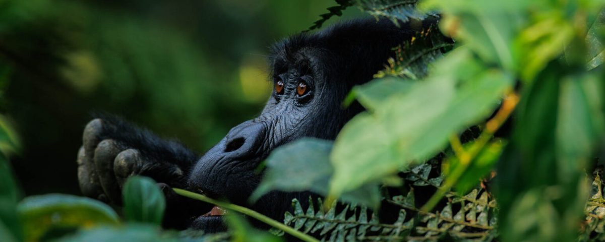 Where is the cheapest place to see gorillas in the wild?