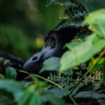 Where is the cheapest place to see gorillas in the wild?