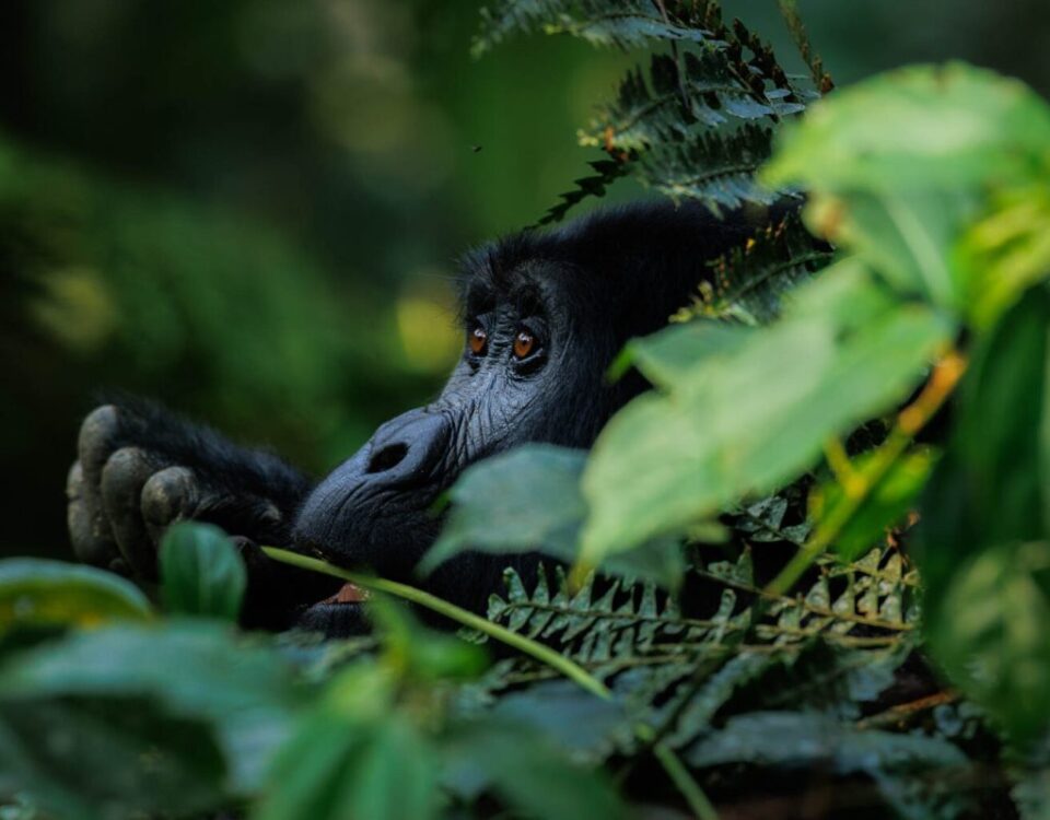 Where is the cheapest place to see gorillas in the wild?