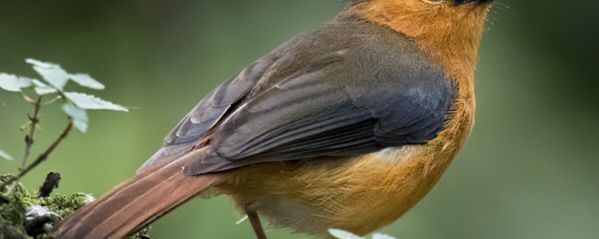 What’s the Best Time for Birdwatching in Uganda?